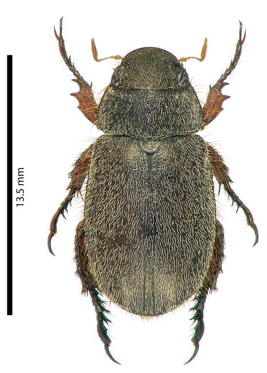 Adoretus (Adoretus) duvivieri ht D.jpg Adoretus (Adoretus) duvivieri ht D.jpg