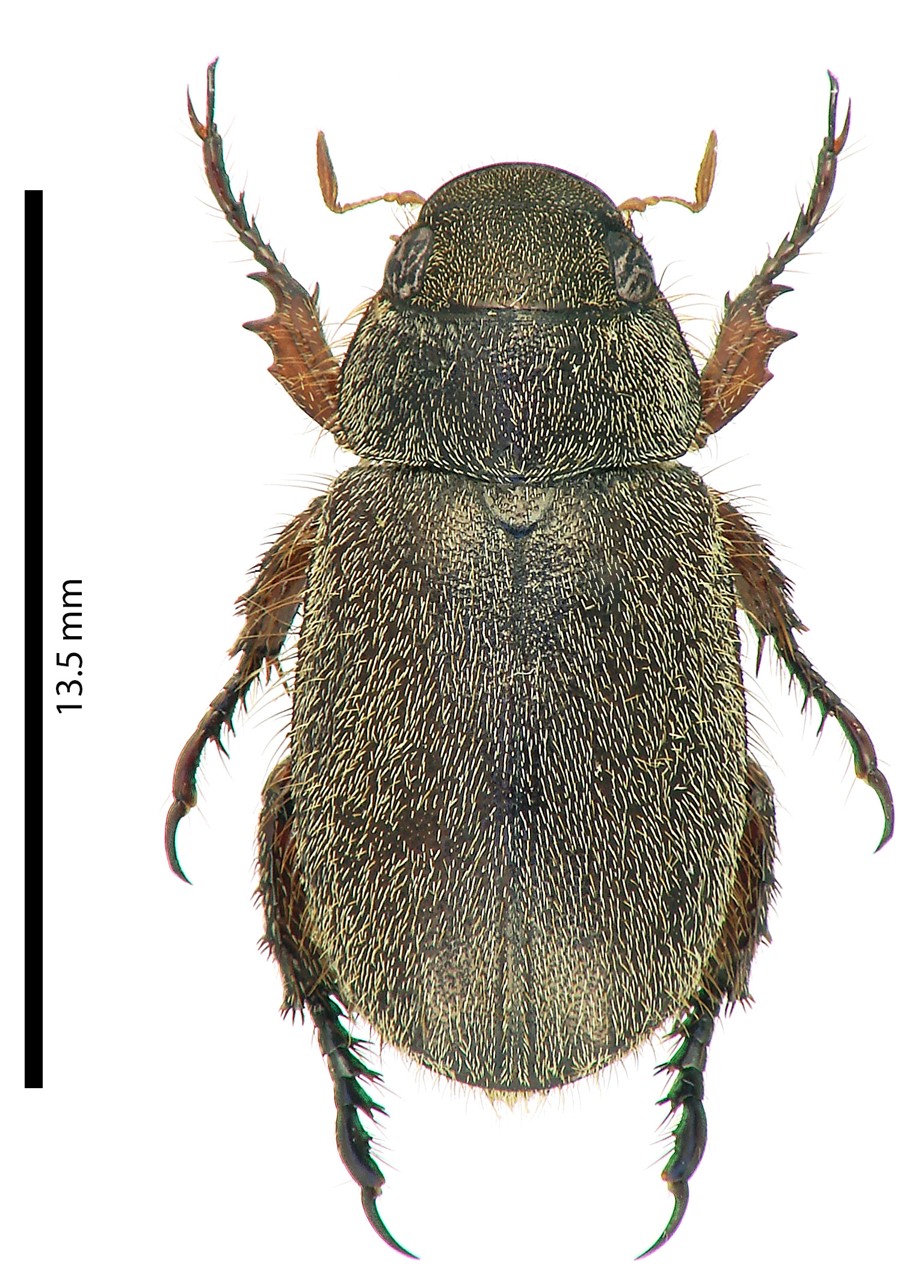 Adoretus (Adoretus) duvivieri ht D.jpg