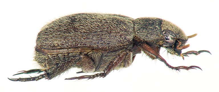 Adoretus (Adoretus) duvivieri ht L.jpg Adoretus (Adoretus) duvivieri ht L.jpg