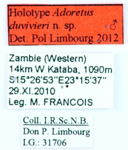 Adoretus (Adoretus) duvivieri ht Labels.jpg Adoretus (Adoretus) duvivieri ht Labels.jpg