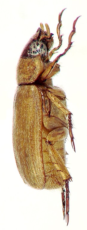 Adoretus (Adoretus) kennedyi Ht L Adoretus (Adoretus) kennedyi Ht L