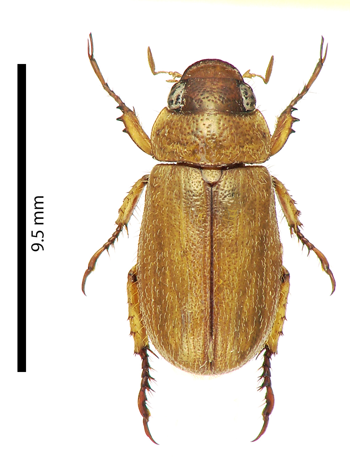 Adoretus (Adoretus) kennedyi Ht D