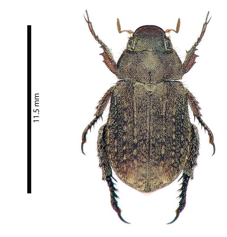 Adoretus (Adoretus) legalli ht D.jpg Adoretus (Adoretus) legalli ht D.jpg
