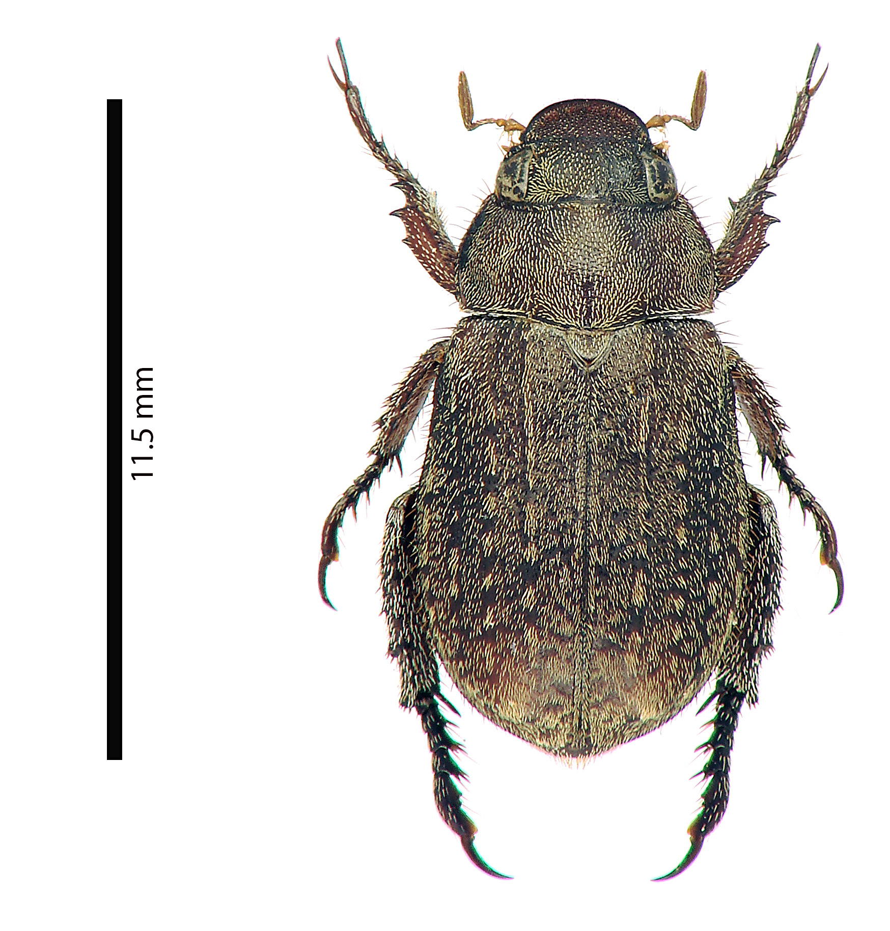 Adoretus (Adoretus) legalli ht D.jpg