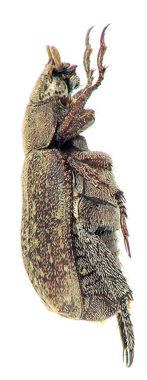 Adoretus (Adoretus) legalli ht L.jpg Adoretus (Adoretus) legalli ht L.jpg
