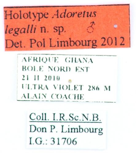 Adoretus (Adoretus) legalli ht Labels.jpg Adoretus (Adoretus) legalli ht Labels.jpg
