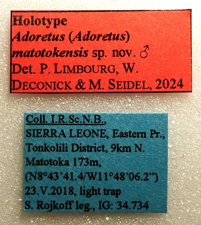 Adoretus (Adoretus) matotokensis Ht labels Adoretus (Adoretus) matotokensis Ht labels