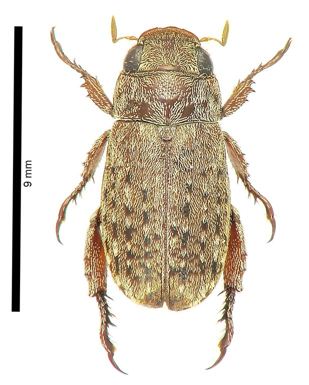Adoretus (Adoretus) matotokensis Ht D Adoretus (Adoretus) matotokensis Ht D
