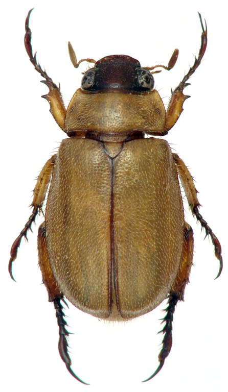 Adoretus (Adoretus) mourgliai ht M D.jpg Adoretus (Adoretus) mourgliai ht M D.jpg