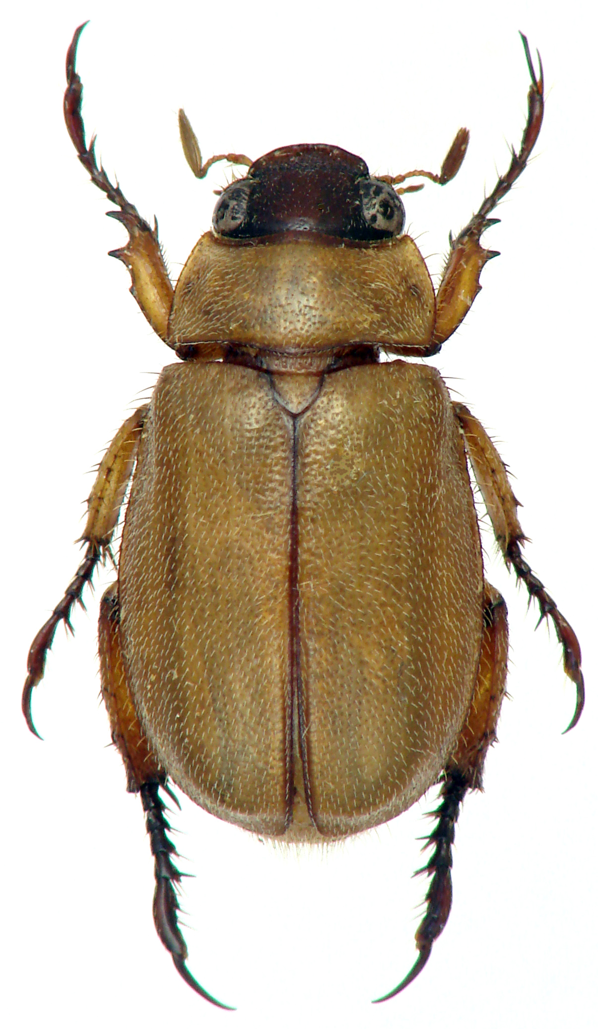 Adoretus (Adoretus) mourgliai ht M D.jpg