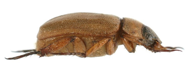Adoretus (Adoretus) mourgliai ht M L.jpg Adoretus (Adoretus) mourgliai ht M L.jpg