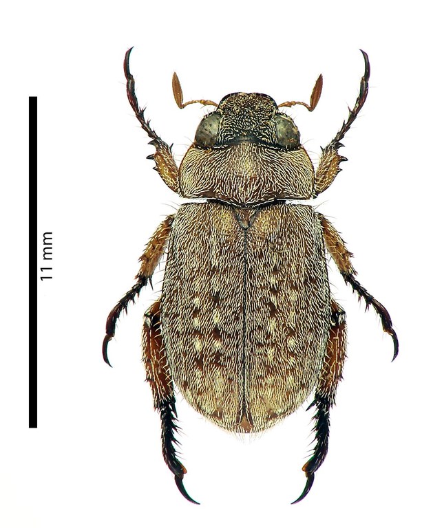 Adoretus (Adoretus) paulyi holotype Male Dorsal.jpg Adoretus (Adoretus) paulyi holotype Male Dorsal.jpg