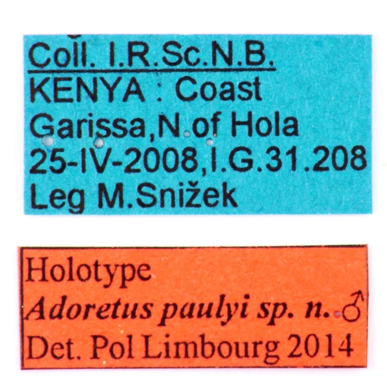 Adoretus (Adoretus) paulyi holotype Male Labels.jpg Adoretus (Adoretus) paulyi holotype Male Labels.jpg
