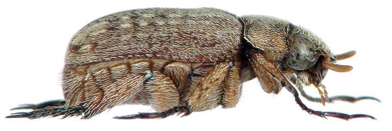 Adoretus (Adoretus) paulyi holotype Male Lateral.jpg Adoretus (Adoretus) paulyi holotype Male Lateral.jpg