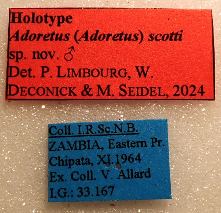 Adoretus (Adoretus) scotti Ht labels Adoretus (Adoretus) scotti Ht labels