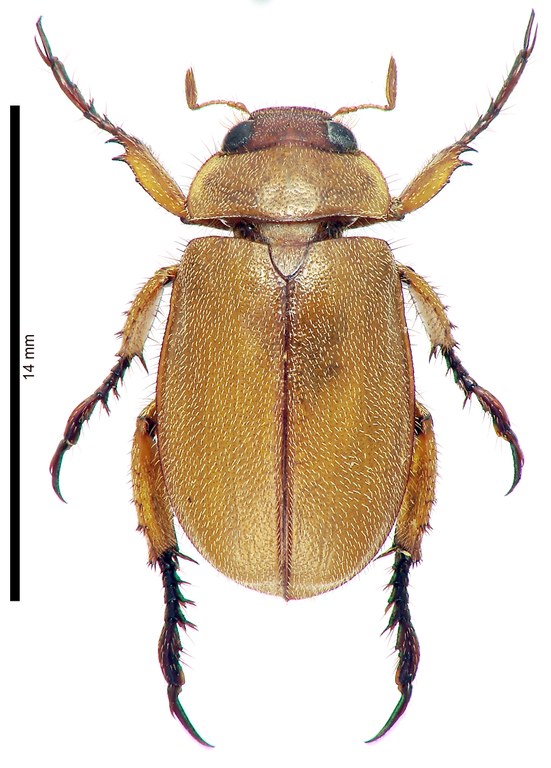 Adoretus (Adoretus) scotti Ht D Adoretus (Adoretus) scotti Ht D