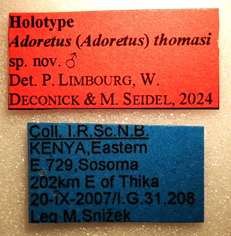 Adoretus (Adoretus) thomasi Ht labels Adoretus (Adoretus) thomasi Ht labels