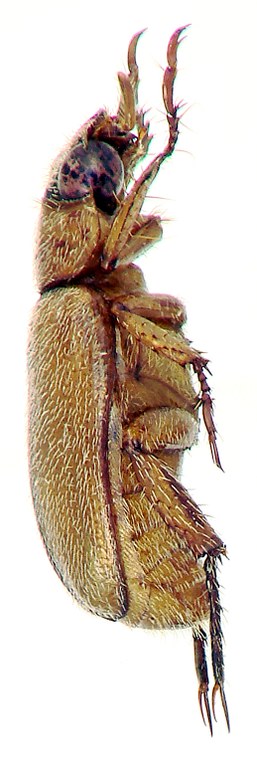 Adoretus (Adoretus) thomasi Ht L Adoretus (Adoretus) thomasi Ht L