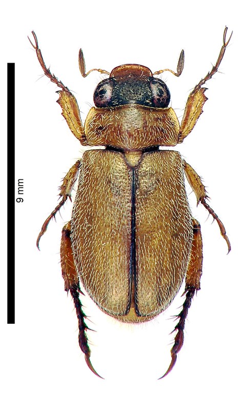 Adoretus (Adoretus) thomasi Ht D Adoretus (Adoretus) thomasi Ht D