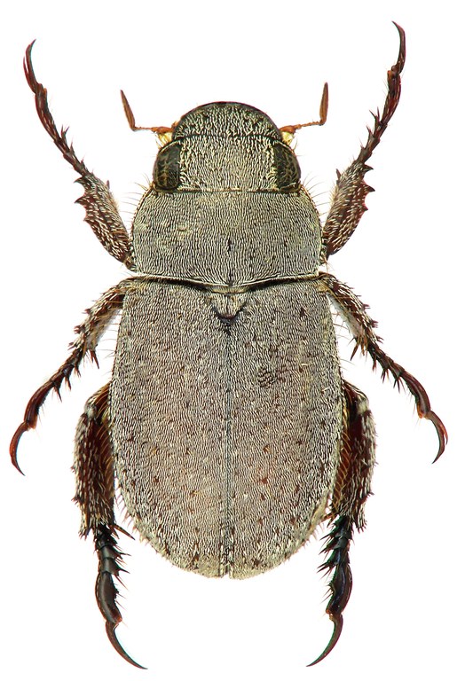 Adoretus (Chaetadoretus) bjornstadi ht M D.jpg Adoretus (Chaetadoretus) bjornstadi ht M D.jpg