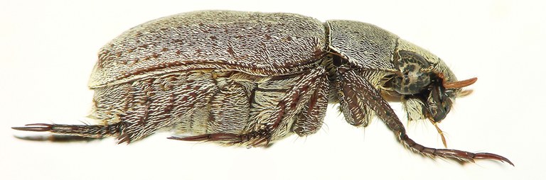 Adoretus (Chaetadoretus) bjornstadi ht M L.jpg Adoretus (Chaetadoretus) bjornstadi ht M L.jpg