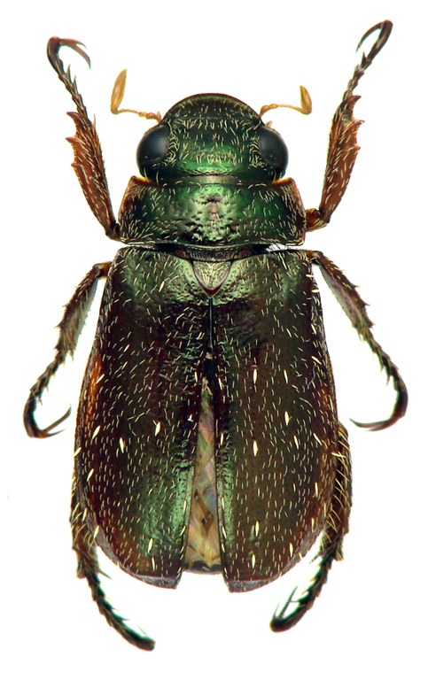 Adoretus (Chaetadoretus) mckameyi ht M D.jpg Adoretus (Chaetadoretus) mckameyi ht M D.jpg