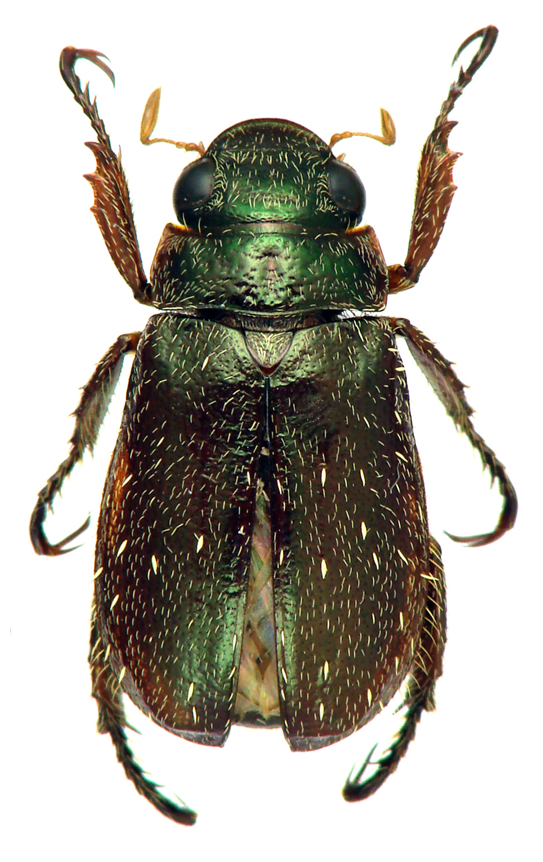 Adoretus (Chaetadoretus) mckameyi ht M D.jpg