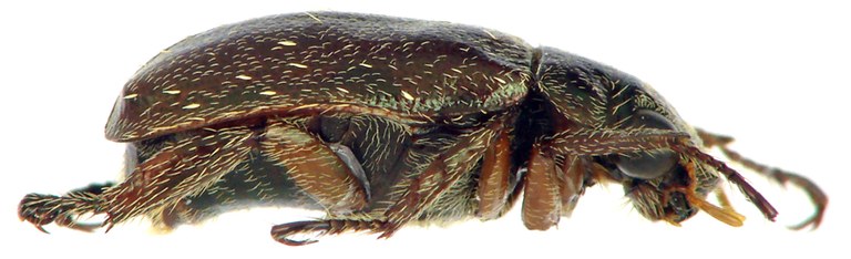Adoretus (Chaetadoretus) mckameyi ht M L.jpg Adoretus (Chaetadoretus) mckameyi ht M L.jpg