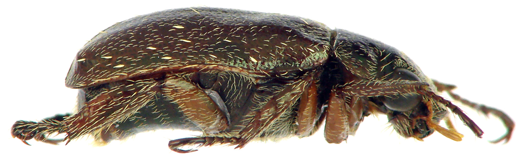 Adoretus (Chaetadoretus) mckameyi ht M L.jpg
