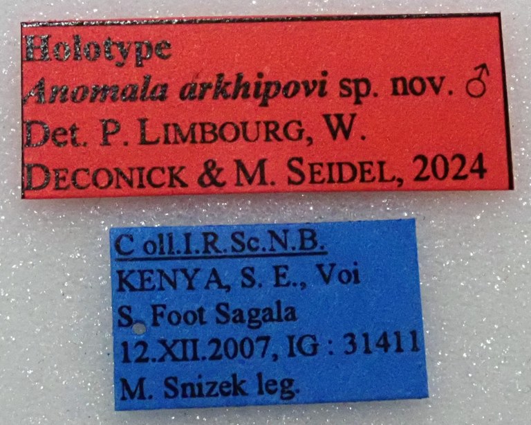 Anomala arkhipovi Ht labels Anomala arkhipovi Ht labels