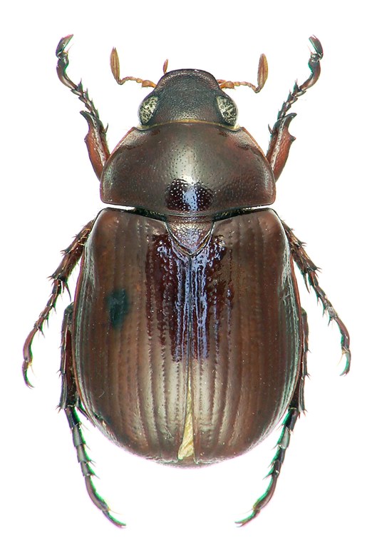Anomala bouyeri Limbourg, 2016 Holotype D.jpg Anomala bouyeri Limbourg, 2016 Holotype D.jpg