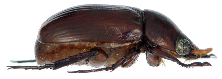 Anomala bouyeri Limbourg, 2016 Holotype L.jpg Anomala bouyeri Limbourg, 2016 Holotype L.jpg