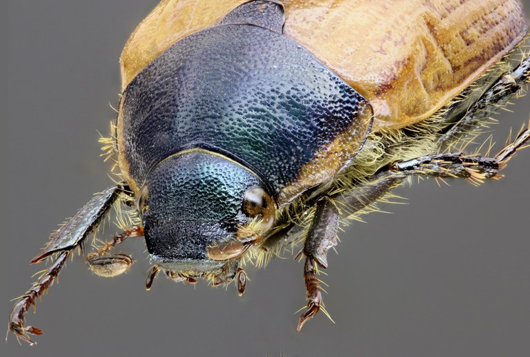 Anomala dubia dubia 64669zs18.jpg Anomala dubia dubia 64669zs18.jpg