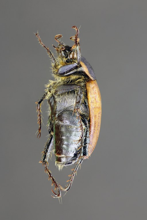 Anomala dubia dubia 64719zs38.jpg Anomala dubia dubia 64719zs38.jpg
