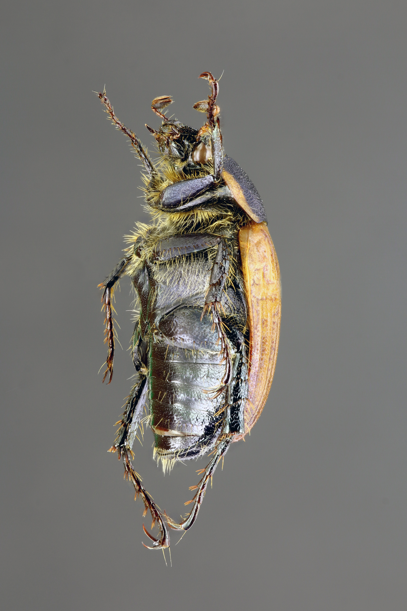 Anomala dubia dubia 64719zs38.jpg