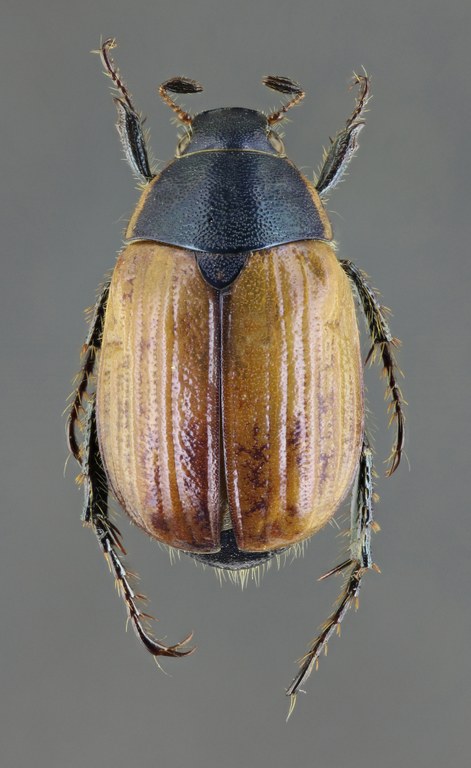 Anomala dubia dubia 64741zs55.jpg Anomala dubia dubia 64741zs55.jpg