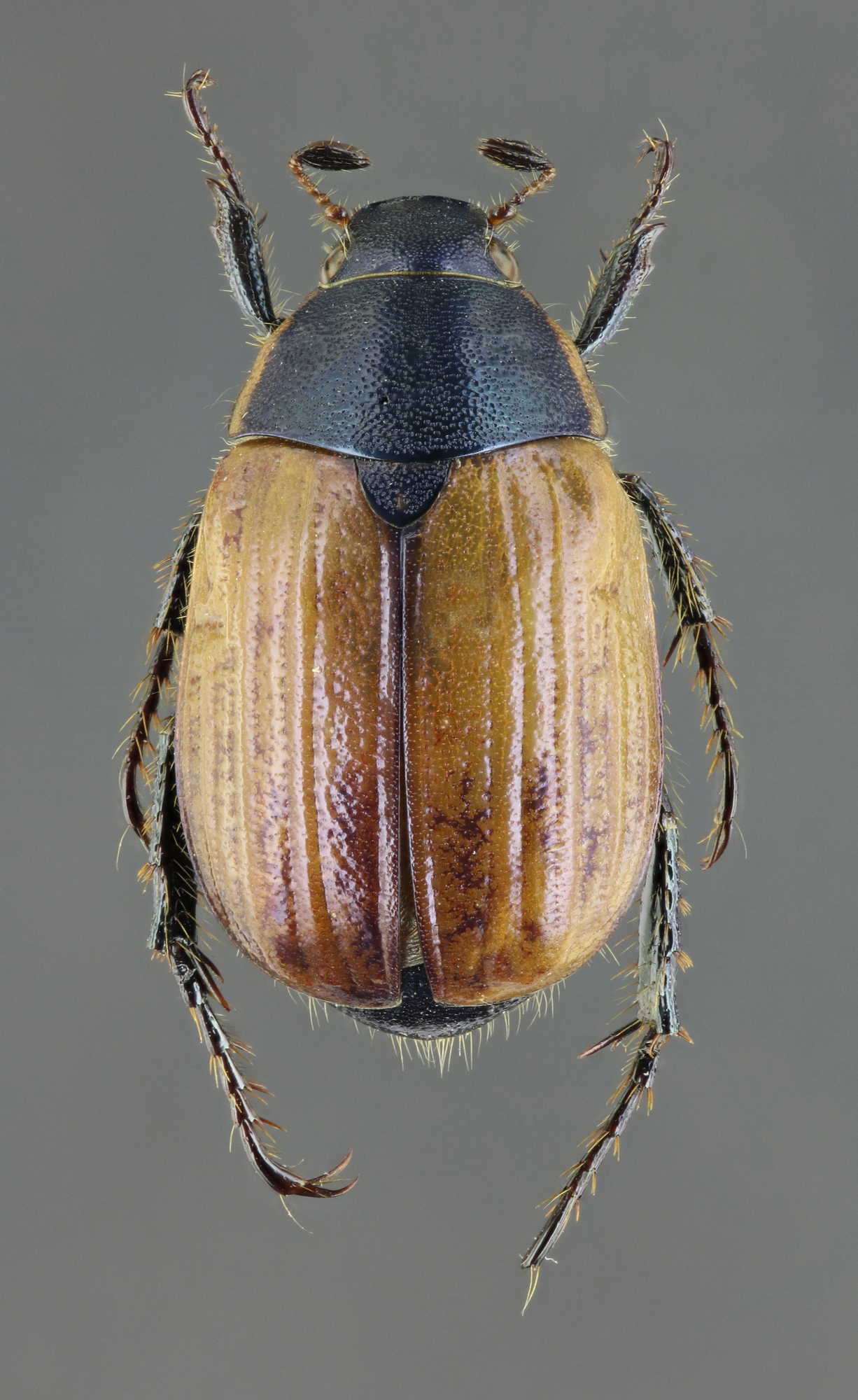 Anomala dubia dubia 64741zs55.jpg