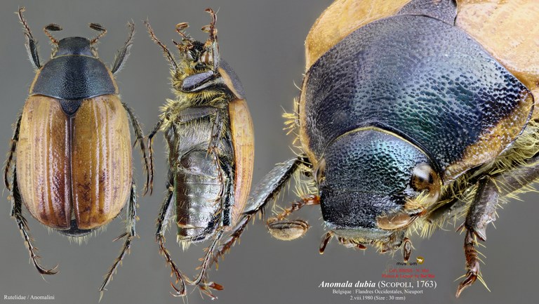 Anomala dubia dubia.jpg Anomala dubia dubia.jpg