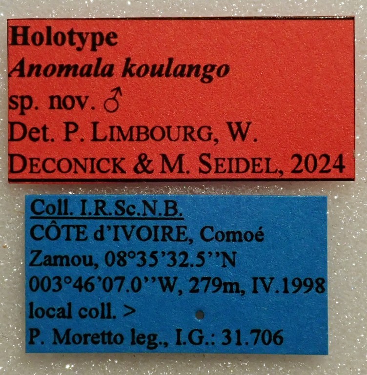Anomala koulango M Ht Labels