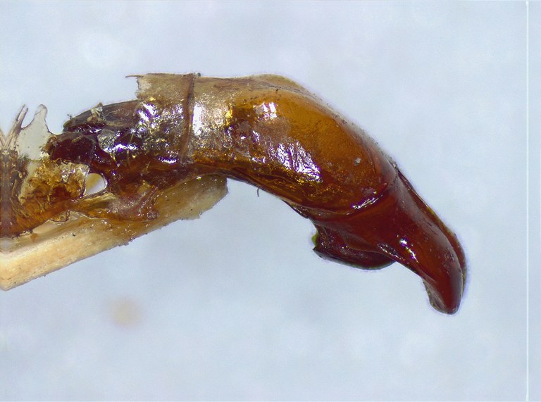 Anomala tenimberiana LV.JPG Anomala tenimberiana LV.JPG