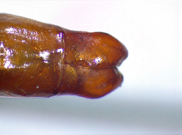 Anomala tenimberiana P.jpg Anomala tenimberiana P.jpg