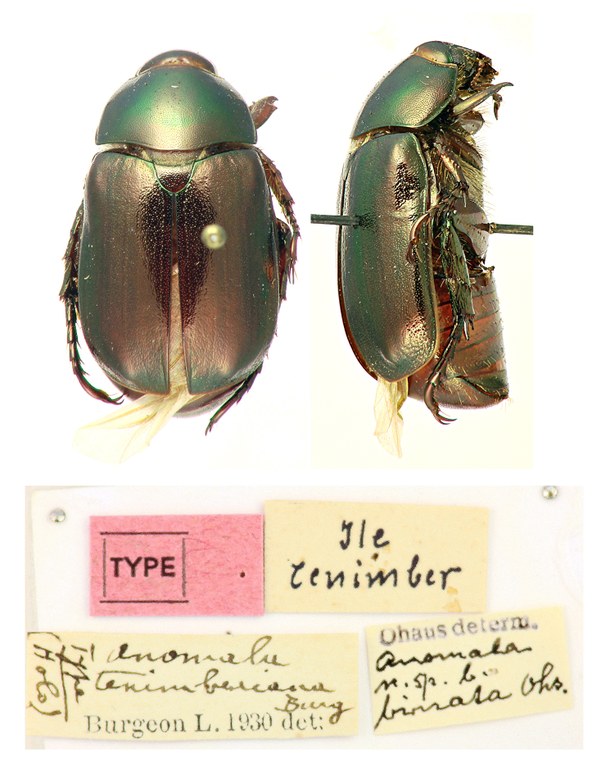 Anomala tenimberiana type.jpg Anomala tenimberiana type.jpg