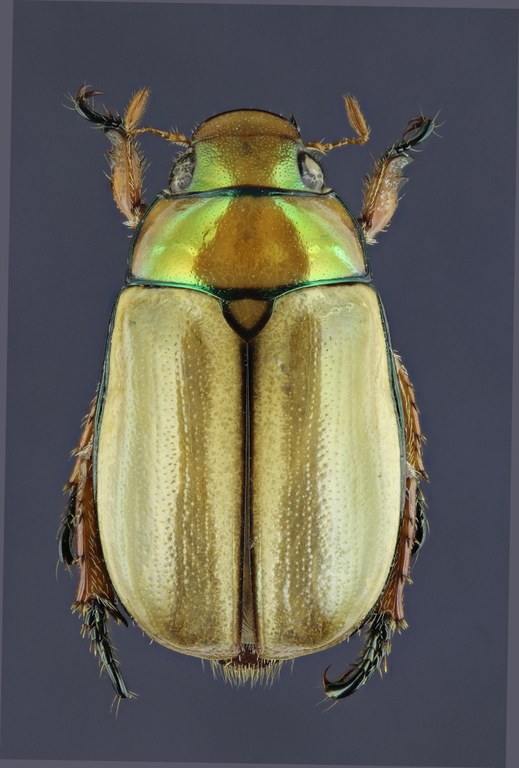 Anoplognathus rothschildti 20298zs20.jpg