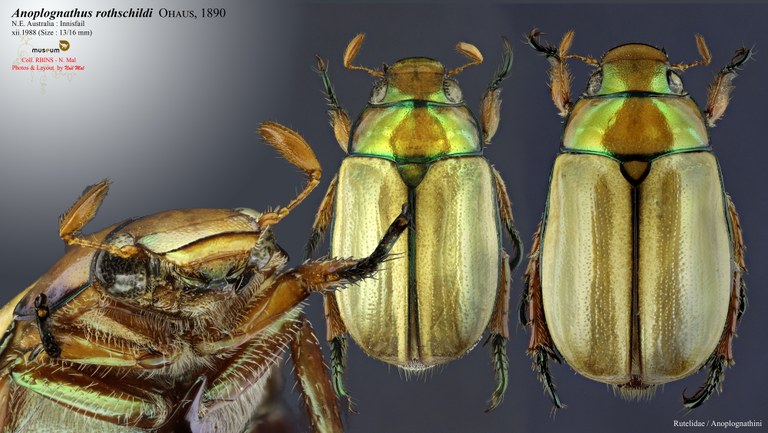 Anoplognathus rothschildti.jpg