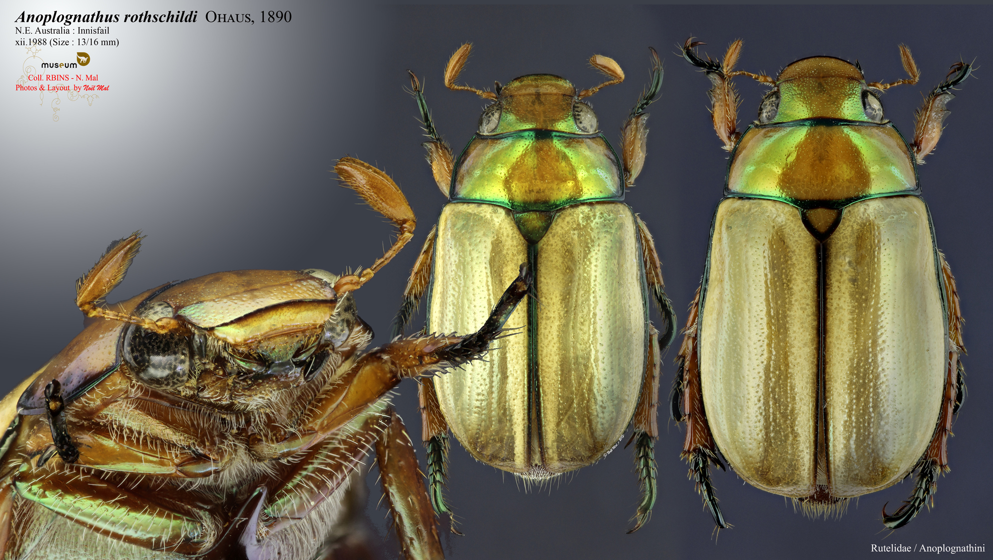 Anoplognathus rothschildti.jpg