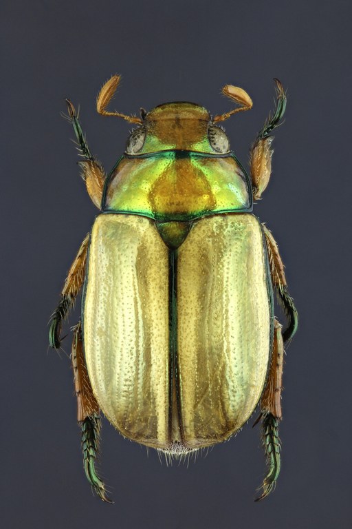 Anoplognathus rothschildti 20234zs49.jpg Anoplognathus rothschildti 20234zs49.jpg
