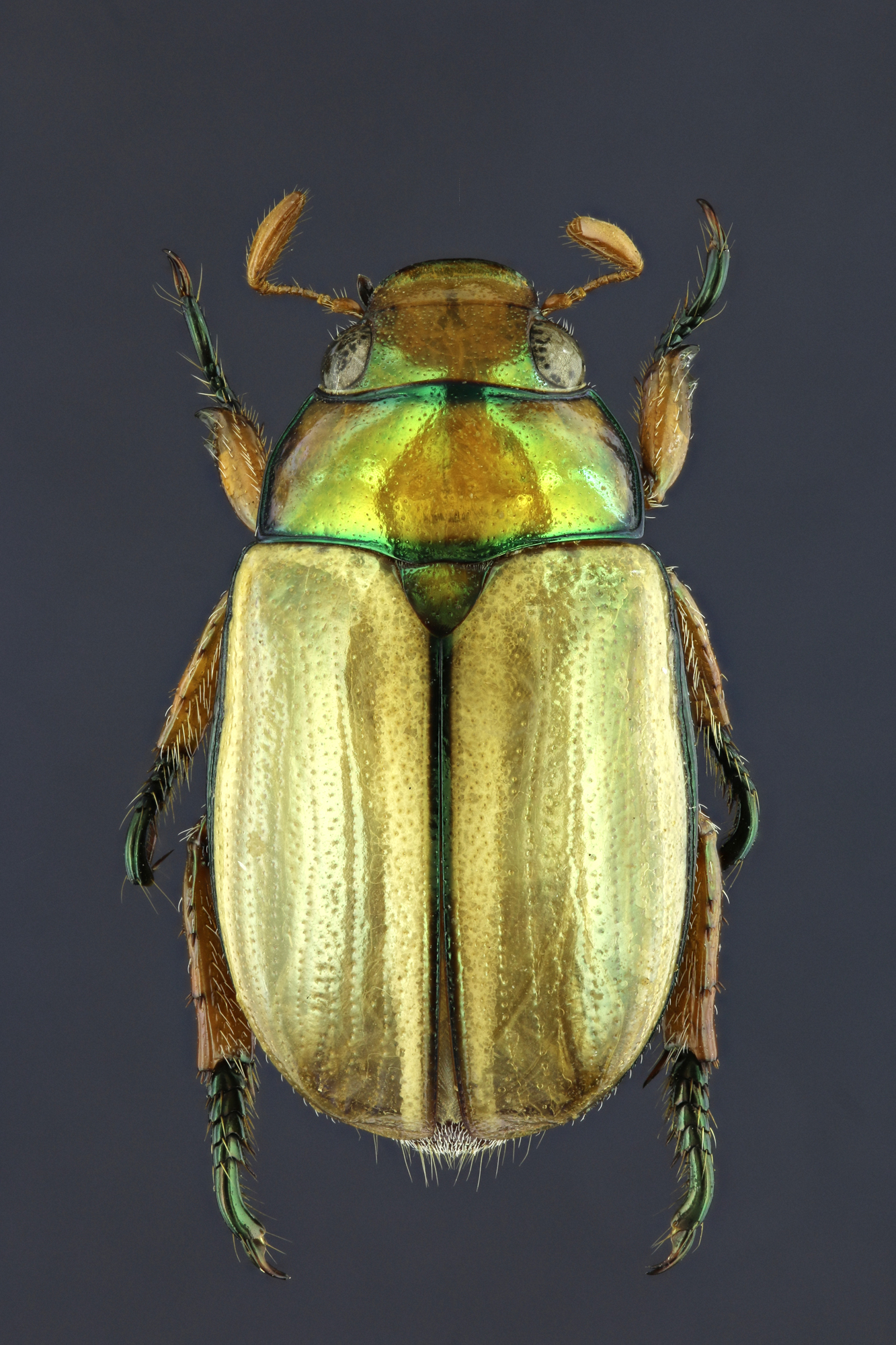 Anoplognathus rothschildti 20234zs49.jpg