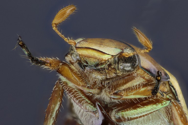 Anoplognathus rothschildti 20267zs91.jpg Anoplognathus rothschildti 20267zs91.jpg