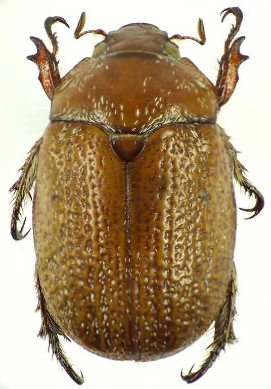 Anoplognathus velutinus 29014cz17.jpg Anoplognathus velutinus 29014cz17.jpg