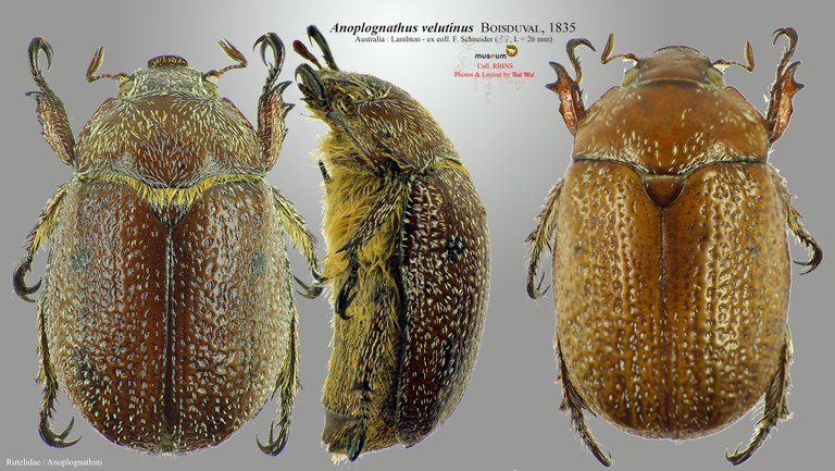 Anoplognathus velutinus.jpg Anoplognathus velutinus.jpg